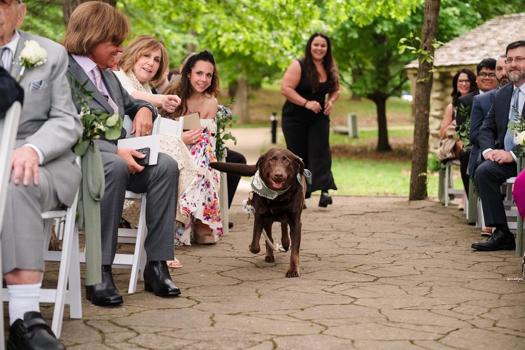 Dog walking down the aisle as flower girl during wedding ceremony at Starved Rock Lodge in Oglesby, IL